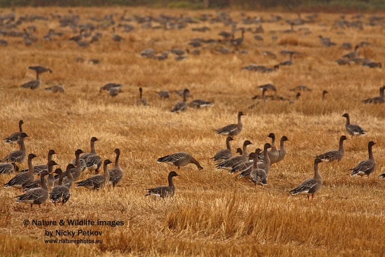 WildLife Photos of Birds, Geese, Ducks & others, Bean Goose, Anser fabalis